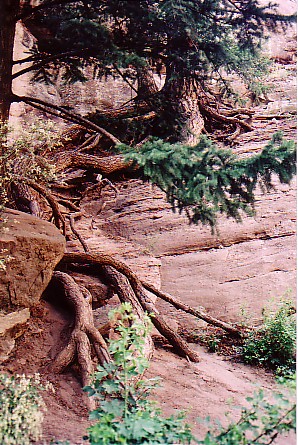Ouray trip 05 Gnarled roots beside Hays Creek Falls.jpg